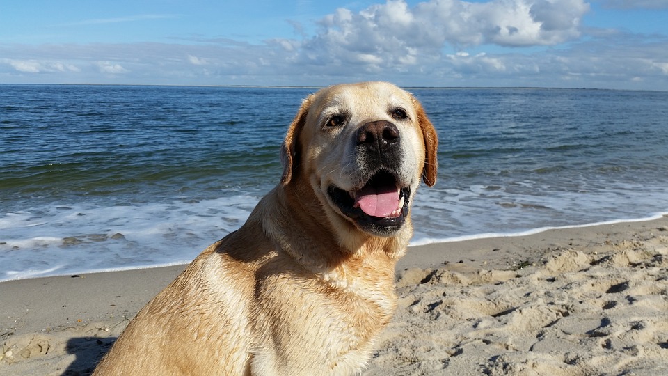 In Spiaggia Con Il Cane